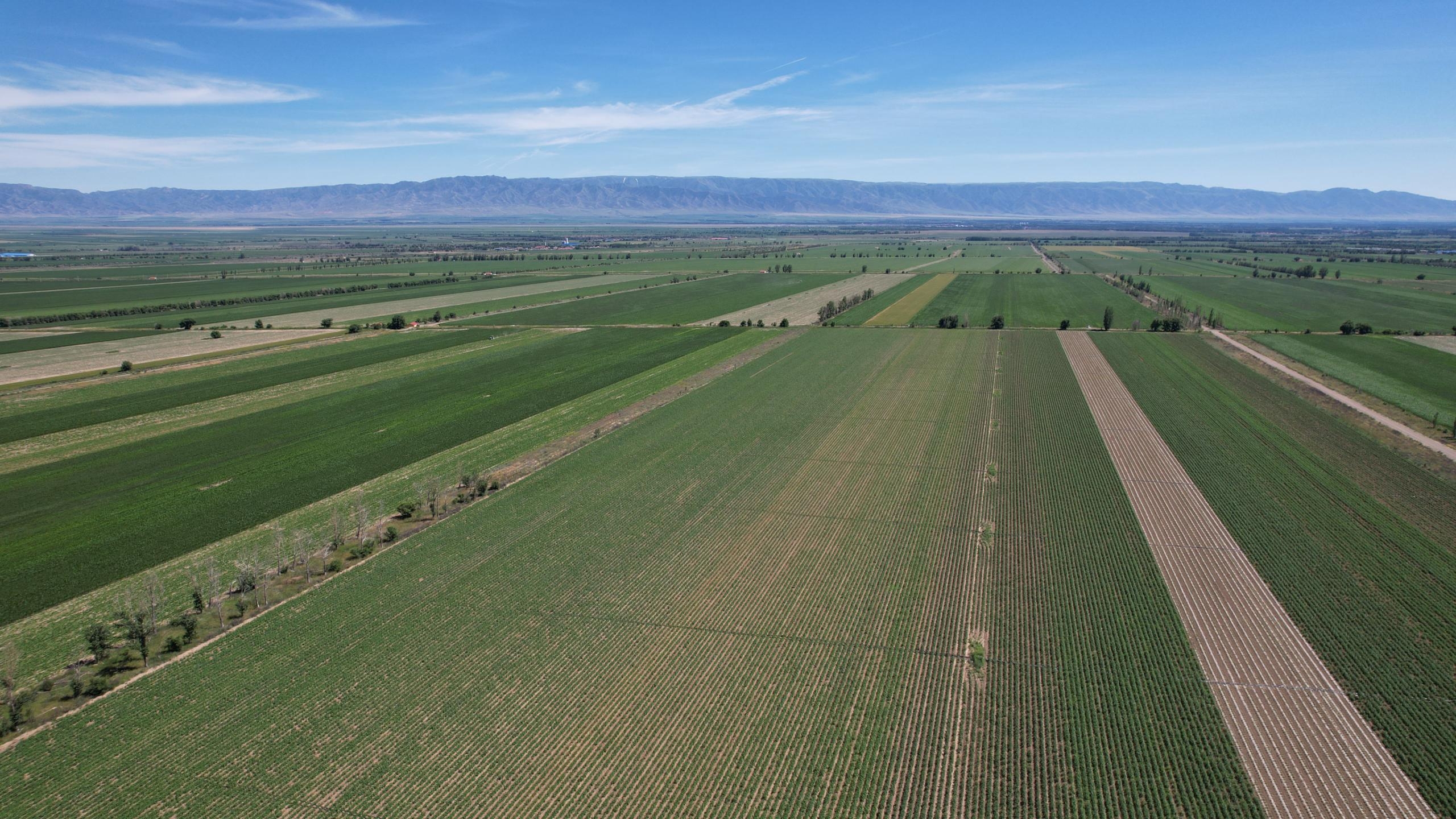 鹽津鋪?zhàn)印赁r(nóng)心 重磅聯(lián)名——辣白菜薯片新鮮上市